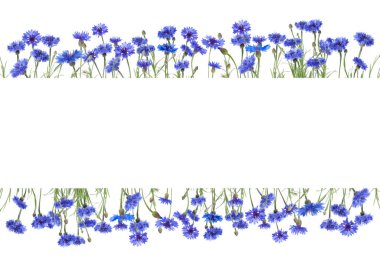 Çayır çiçekleri ve beyaz arkaplanda yazı için alan. Mavi çiçek desenli çerçeve