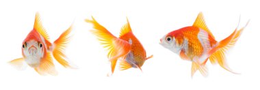 Beyaz arka planda güzel parlak akvaryum balığı, kolaj