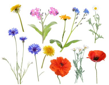 Beyaz arka planda kır çiçekleri, set. Farklı çiçek açan bitkiler.