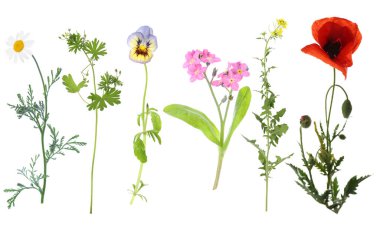 Beyaz arka planda kır çiçekleri, set. Farklı çiçek açan bitkiler.