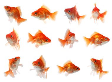 Beyaz arka planda güzel parlak akvaryum balığı, kolaj