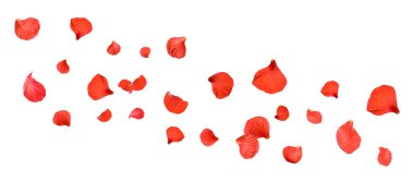 Beyaz arkaplana düşen kırmızı amber yaprakları