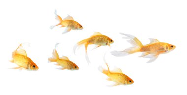 Beyaz arka planda güzel parlak akvaryum balığı, kolaj