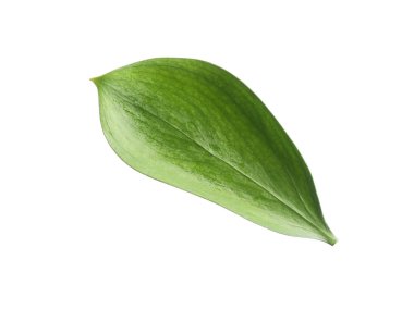 One fresh green Ruscus leaf isolated on white