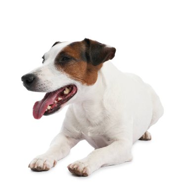 Beyaz arka planda sevimli bir köpek. Sevimli hayvan