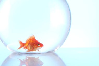 Akvaryumda yüzen altın balıklar açık mavi arka planda temiz suyla yakın plan. Metin için boşluk