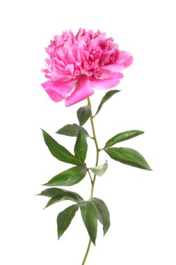 Güzel, pembe bir şakayık beyaz üzerine izole edilmiş.