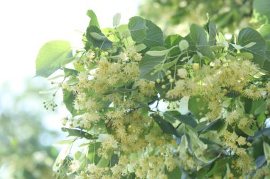 Yaprakları ve çiçekleri olan ıhlamur ağacı dalı, yakın plan.