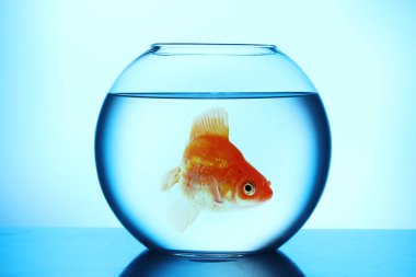 Masanın üzerinde yuvarlak akvaryumdaki parlak akvaryum balığı açık mavi gradyan arkaplana karşı