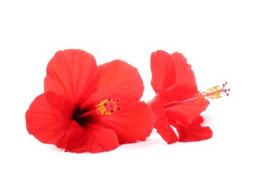 güzel kırmızı hibiscus çiçek üzerinde beyaz izole