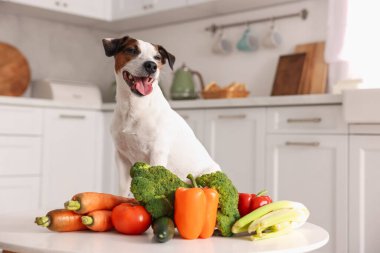 Mutfaktaki tatlı köpek ve taze sebzeler. Evcil hayvan maması.