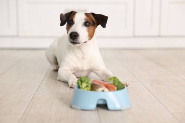Şirin köpek ve çanak evde taze doğal ürünlerle dolu, seçici bir odak noktası. Evcil hayvan maması.