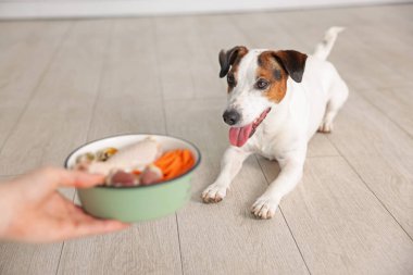 Kadın evinde köpeğine taze doğal ürünlerle dolu bir kase veriyor.