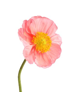 Güzel bir gelincik çiçeği beyazda izole edilmiş