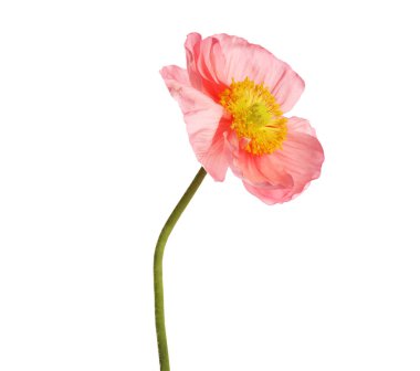 Güzel bir gelincik çiçeği beyazda izole edilmiş