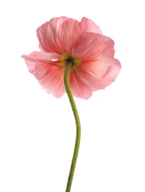 Güzel bir gelincik çiçeği beyazda izole edilmiş