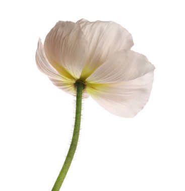 Güzel bir gelincik çiçeği beyazda izole edilmiş