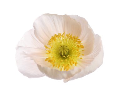 Güzel bir gelincik çiçeği tomurcuğu beyazda izole edilmiş