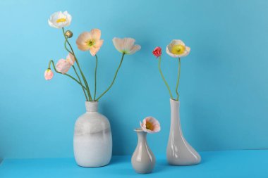 Açık mavi arkaplanda vazolar içinde güzel gelincik çiçekleri, yakın plan