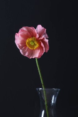 Siyah arka planda vazoda güzel gelincik çiçeği, yakın plan.