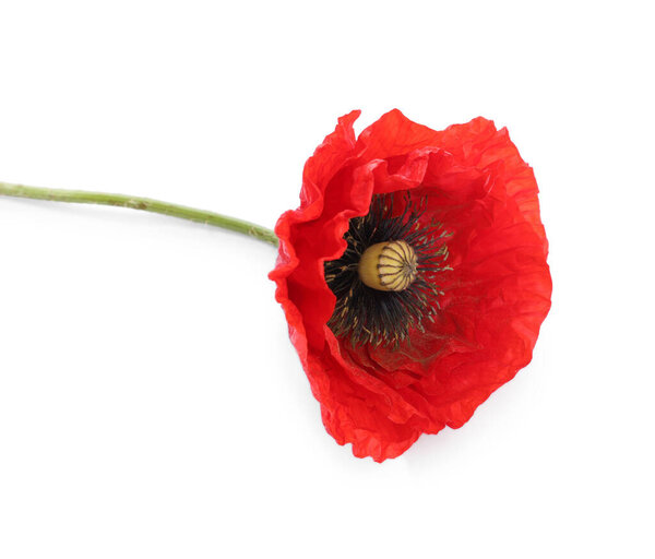 Один красивый цветок мака изолирован на белом
