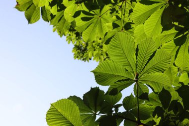 Kestane ağacı dalları ve açık havada yeşil yapraklar, alt manzara. Metin için boşluk