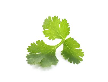 Beyaza izole edilmiş taze kişniş filizi. Aromatik çeşni