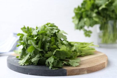 Işık masasında taze yeşil kişniş, yakın plan.