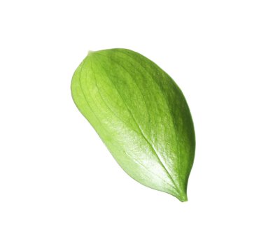 One fresh green Ruscus leaf isolated on white