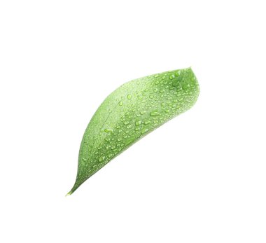 Beyaz üzerinde su damlaları olan bir Ruscus yaprağı