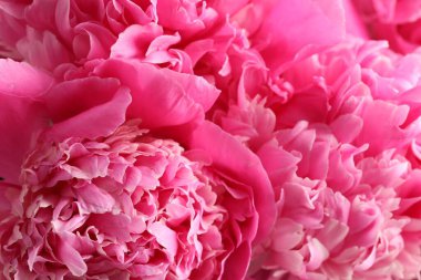 Arka plan olarak güzel şakayık demeti, yakın plan.