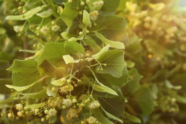 Yaprakları ve çiçekleri olan ıhlamur ağacı dalları, yakın plan. Metin için boşluk
