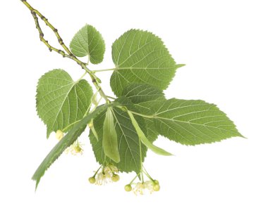 Güzel çiçekli ve beyaz yapraklı ıhlamur dalı