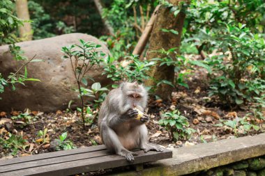 Şirin maymun tahtadan bankta mısır yiyor.