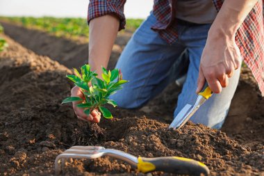 Dışarıdaki toprağa tohum eken adam, yakın plan.