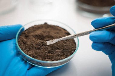 Bilimadamları araştırma için laboratuarda toprak örneği alıyor. Yakın plan.