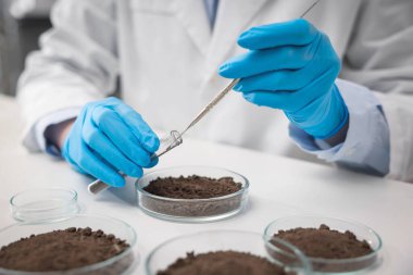 Bilim adamı, laboratuardaki beyaz masada araştırma yapmak için toprak örneği alıyor.