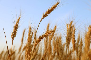 Mavi gökyüzüne karşı tarlada yetişen altın buğday kulakları, yakın çekim