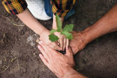 Baba ve oğlu dışarıda toprağa ağaç dikiyorlar, yakın plan.