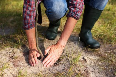 Dışarıdaki toprağa küçük bir ağaç diken adam, yakın plan.