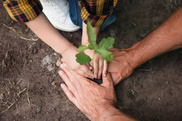 Baba ve oğlu dışarıda toprağa ağaç dikiyorlar, yakın plan.