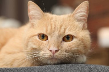 Evdeki sandalyeye uzanmış sevimli kızıl kedi, yakın plan.