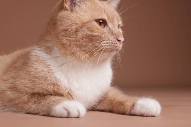 Bej arka planda sevimli kızıl kedi, yakın plan.