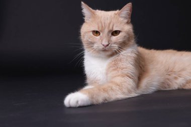 Siyah arka planda sevimli kızıl kedi. Sevimli hayvan.