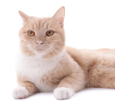 Beyaz arka planda sevimli kızıl kedi. Sevimli hayvan.