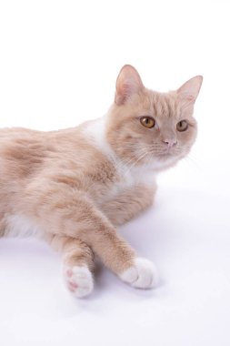 Beyaz arka planda sevimli kızıl kedi. Sevimli hayvan.
