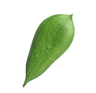 Beyaz üzerinde su damlaları olan bir Ruscus yaprağı