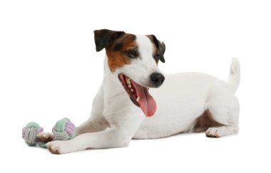 Beyaz arka planda oyuncakla oynayan sevimli bir köpek. Sevimli hayvan