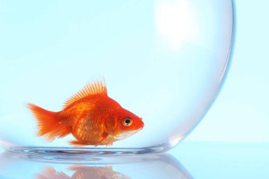 Akvaryumda yüzen altın balıklar açık mavi arka planda temiz suyla, yakın plan