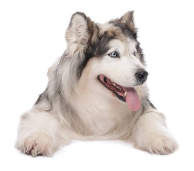 Beyaz arka planda güzel Alaska malamute köpeği